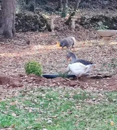 Alloggio in famiglia Git'an Périgord Roulotte Bella