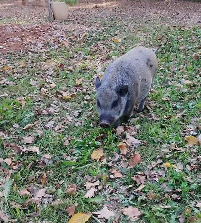 Rum i privatbostad Git'an Perigord Roulotte Bella