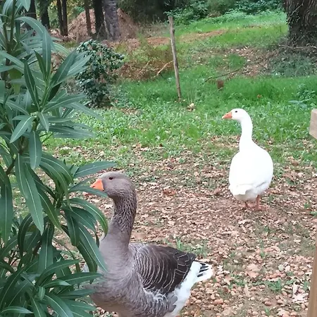 Privatunterkunft Git'an Perigord Roulotte Bella Groléjac