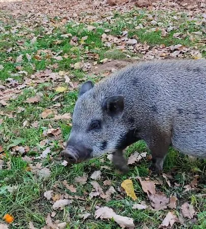 Git'an Perigord Roulotte Bella Groléjac