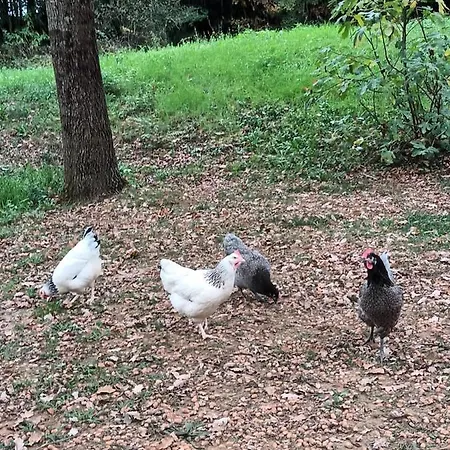 Git'an Périgord Roulotte Bella *