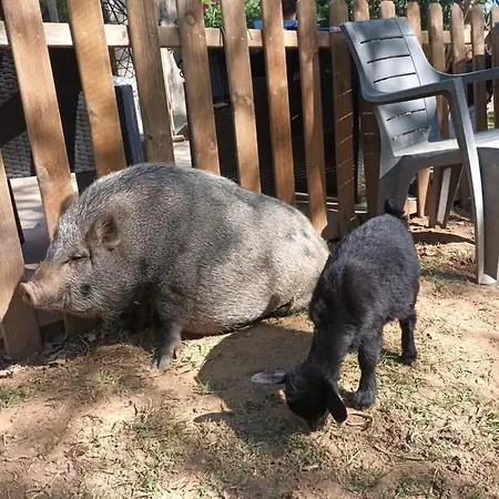 Alloggio in famiglia Git'an Périgord Roulotte Bella Groléjac