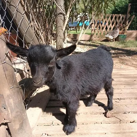 Git'an Périgord Roulotte Bella Groléjac