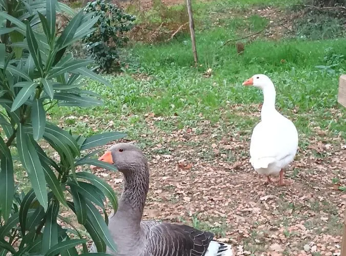 Quarto em Acomodações Particulares Git'an Perigord Roulotte Bella Groléjac