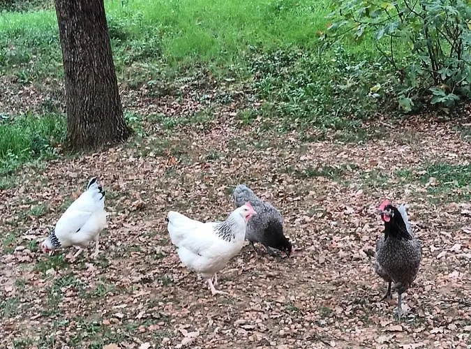 Git'an Perigord Roulotte Bella *