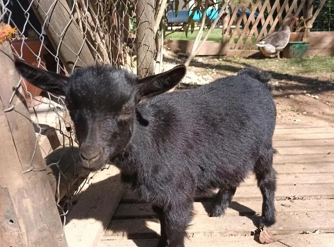 Git'an Perigord Roulotte Bella Groléjac